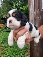 Lincoln , a male Cocker Spaniel for sale in Brooksville, FL – 1 of 10