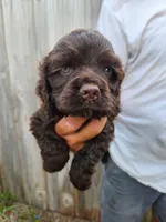 Neal Ready Now, a male Cocker Spaniel for sale in Brooksville, FL – 7 of 8