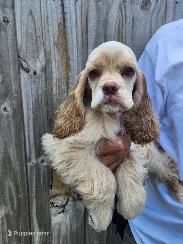 Hope Ready Now  – Cocker Spaniel puppy for sale in Brooksville, FL