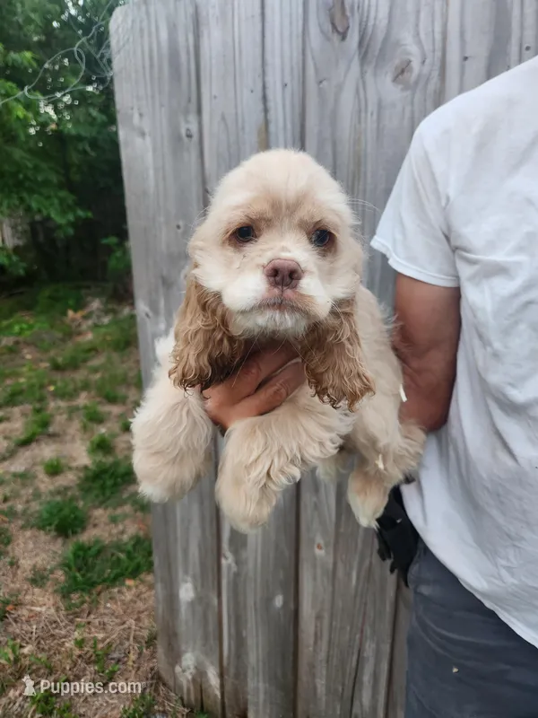 Hope Ready Now  – Cocker Spaniel puppy for sale in Brooksville, FL