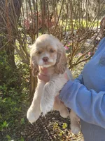 Hope, a female Cocker Spaniel for sale in Brooksville, FL – Photo 1 of 4