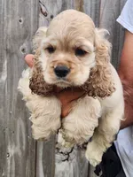 Grayson Reduced , a male Cocker Spaniel for sale in Brooksville, FL – 4 of 9