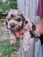 Nancy  Sold, a female Cocker Spaniel for sale in Brooksville, FL – 7 of 10