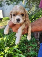 Ginger Sold, a male Cocker Spaniel for sale in Brooksville, FL – 7 of 7