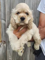 Garrett  Reduced , a male Cocker Spaniel for sale in Brooksville, FL – 8 of 8