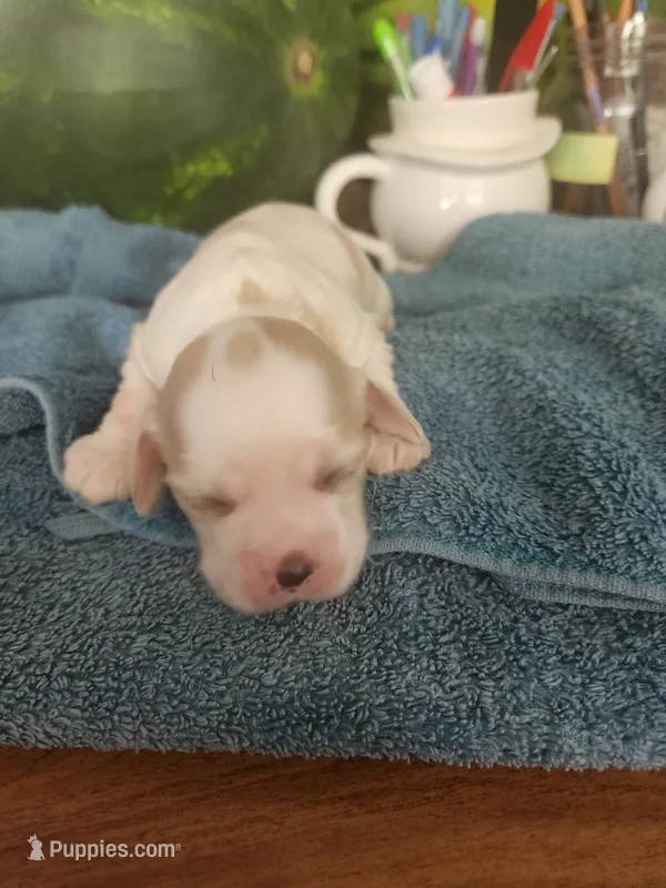 London – Cocker Spaniel puppy for sale in Brooksville, FL