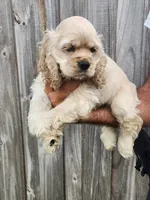 Garrett  Reduced , a male Cocker Spaniel for sale in Brooksville, FL – 2 of 8