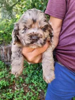 Nancy  On Hold, a female Cocker Spaniel for sale in Brooksville, FL – 2 of 5