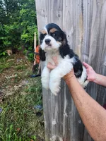 Lola Ready Now , a male Cocker Spaniel for sale in Brooksville, FL – 5 of 9