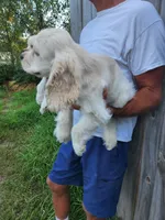 Hank Reduced , a male Cocker Spaniel for sale in Brooksville, FL – 6 of 8