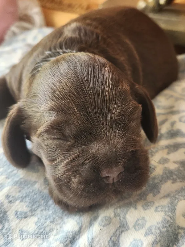 Ken – Cocker Spaniel puppy for sale in Brooksville, FL