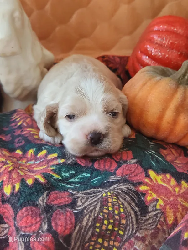 Poppy – Cocker Spaniel puppy for sale in Brooksville, FL