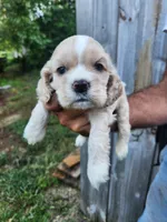 Gavin Sold, a male Cocker Spaniel for sale in Brooksville, FL – 1 of 7