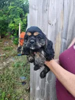Luna Ready Now , a male Cocker Spaniel for sale in Brooksville, FL – 10 of 10