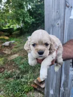 Garrett , a male Cocker Spaniel for sale in Brooksville, FL – 6 of 8