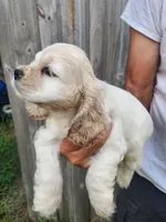 Jack Reduced , a male Cocker Spaniel for sale in Brooksville, FL – 8 of 8