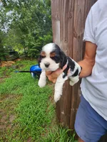 Lucas , a male Cocker Spaniel for sale in Brooksville, FL – 8 of 9