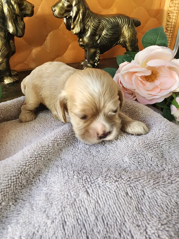 Ginger  – Cocker Spaniel puppy for sale in Brooksville, FL