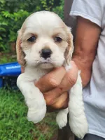 London AKC , a male Cocker Spaniel for sale in Brooksville, FL – 5 of 9
