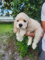 Hannah Ready Now , a female Cocker Spaniel for sale in Brooksville, FL – 8 of 10