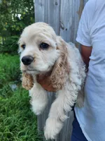 Hackett Reduced , a male Cocker Spaniel for sale in Brooksville, FL – 4 of 8
