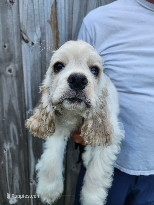 Holden Ready Now  – Cocker Spaniel puppy for sale in Brooksville, FL