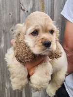 Grayson Reduced , a male Cocker Spaniel for sale in Brooksville, FL – 3 of 9