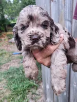 Nancy  Sold, a female Cocker Spaniel for sale in Brooksville, FL – 9 of 10