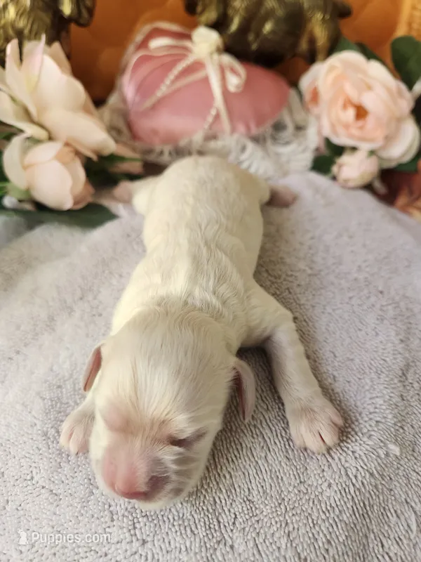 Hannah – Cocker Spaniel puppy for sale in Brooksville, FL