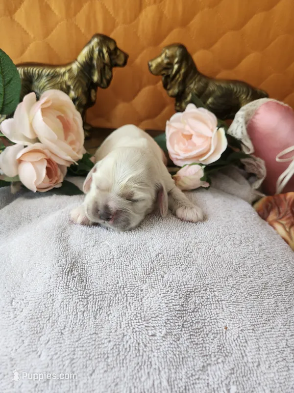 Jake – Cocker Spaniel puppy for sale in Brooksville, FL