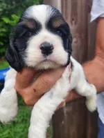 Levi , a male Cocker Spaniel for sale in Brooksville, FL – 4 of 10
