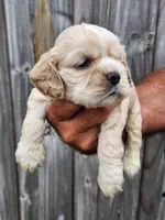Joey Ready 07/06, a male Cocker Spaniel for sale in Brooksville, FL – 3 of 6