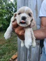 Gavin Sold, a male Cocker Spaniel for sale in Brooksville, FL – 5 of 7