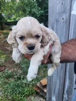 Garrett , a male Cocker Spaniel for sale in Brooksville, FL – 4 of 8
