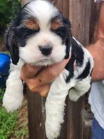 Lucas , a male Cocker Spaniel for sale in Brooksville, FL – 7 of 9