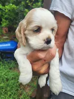 London AKC , a male Cocker Spaniel for sale in Brooksville, FL – 4 of 9