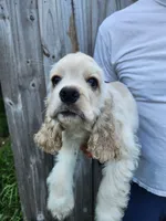Holden Reduced , a male Cocker Spaniel for sale in Brooksville, FL – 7 of 10