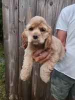 Kent Sold, a male Cocker Spaniel for sale in Brooksville, FL – 2 of 10