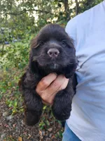 Hadley , a male Cocker Spaniel for sale in Brooksville, FL – Photo 2 of 8