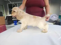 Craig Ready Now, a male Cocker Spaniel for sale in Brooksville, FL – Photo 4 of 7