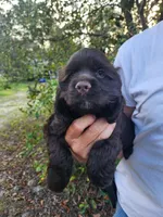 Hadley , a male Cocker Spaniel for sale in Brooksville, FL – Photo 6 of 8