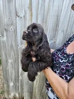 Hadley Ready  Now , a male Cocker Spaniel for sale in Brooksville, FL – Photo 8 of 10