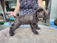 Hadley Ready  Now , a male Cocker Spaniel for sale in Brooksville, FL – Photo 4 of 10