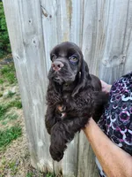 Hadley Ready  Now , a male Cocker Spaniel for sale in Brooksville, FL – Photo 2 of 10