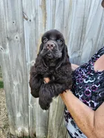 Hadley Ready  Now , a male Cocker Spaniel for sale in Brooksville, FL – Photo 9 of 10