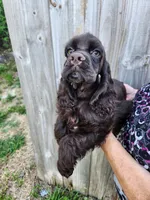 Hadley Ready  Now , a male Cocker Spaniel for sale in Brooksville, FL – Photo 1 of 10