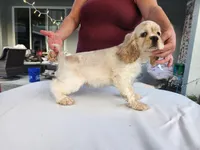 Craig Ready Now, a male Cocker Spaniel for sale in Brooksville, FL – Photo 7 of 7