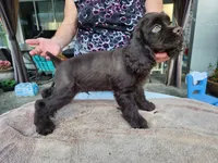 Hadley Ready  Now , a male Cocker Spaniel for sale in Brooksville, FL – Photo 5 of 10