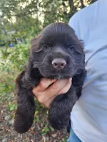 Hadley , a male Cocker Spaniel for sale in Brooksville, FL – Photo 1 of 8