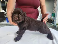 Hadley , a male Cocker Spaniel for sale in Brooksville, FL – Photo 7 of 8